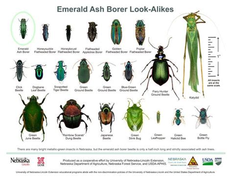 Identify and control Emerald Ash Borer infestations