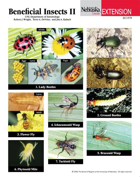 Beneficial Insects In Agriculture