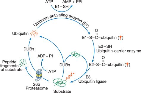 The ubiquitin-proteasome pathway and synaptic plasticity