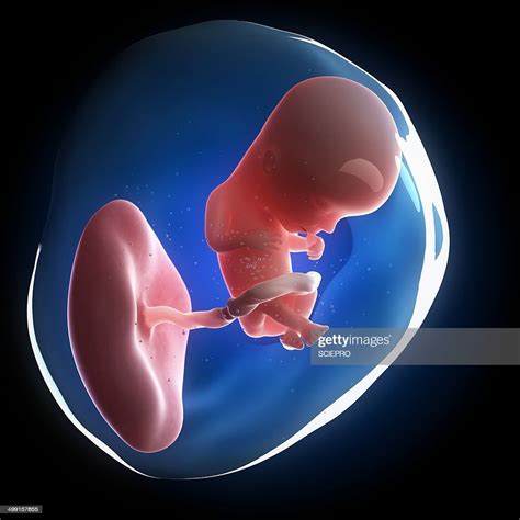 Fetal Development Artwork High-Res Vector Graphic - Getty Images