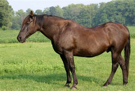 Understanding Your Gelding and Using Common Sense When Cleaning His ...