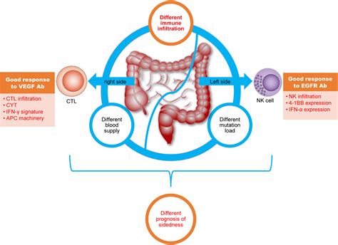 Immunotherapy For Colorectal Cancer 270