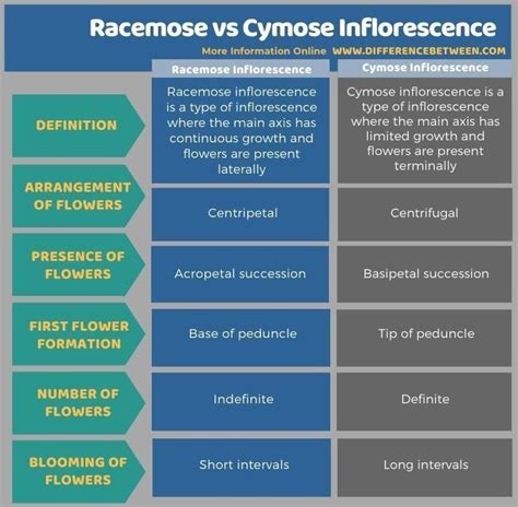 Racemose vs Cymose Inflorescence - Tabular Form in 2022 | Continuity