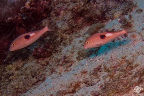 Sidespot Goatfish- Facts and Photographs | Seaunseen