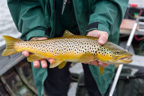 Brown trout fishing near Inverness