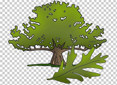 Connecticut Charter Oak State Tree PNG, Clipart, Branch, Charter ...