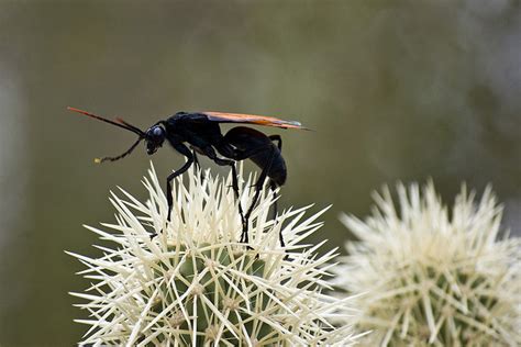 New Mexico State Insect | Tarantula Hawk Wasp