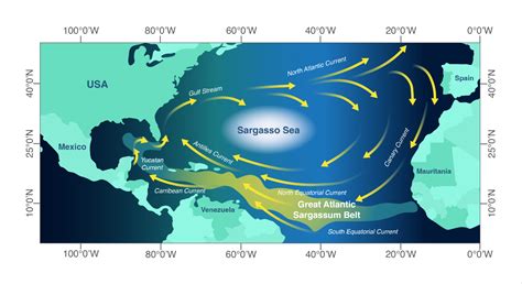 White paper: Deep sea carbon storage using macroalgae - Seaweed Generation