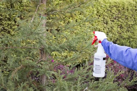 How to Treat Fungus on a Tree | Hunker