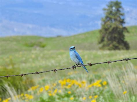 Mountain Bluebird - NestWatch