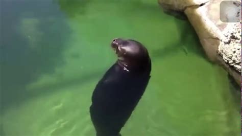 Spinning seal (meme) - YouTube