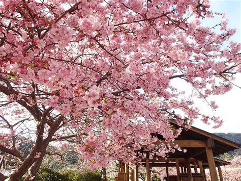 Japan Travel: Here's the cherry blossom forecast if you're going to Japan this 2018 - When In Manila