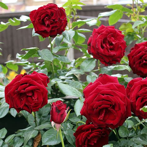 Crimson Cascade - South Pacific Roses