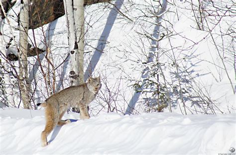 Canadian Wildlife Federation: Canada Lynx