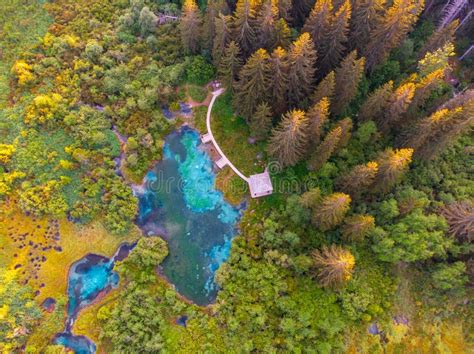 Dog in Zelenci lake stock photo. Image of river, colors - 185417914