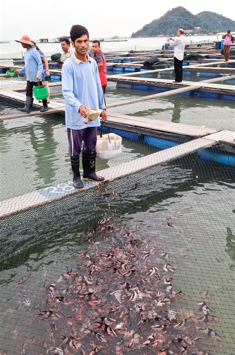 USAID promotes sustainable fish farming across Asia | Flickr - Photo Sharing!