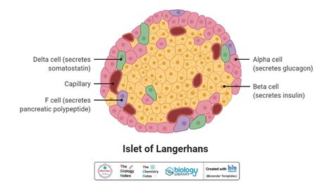 Pancreas- Definition, Structure, Hormones, Functions, Disorders