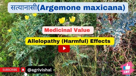 सत्यानासी (Argemone maxicana): Their medicinal & Allelopathic (Harmful) effects on human ...