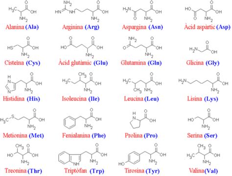 Los 20 Aminoacidos esenciales - DeProteinas