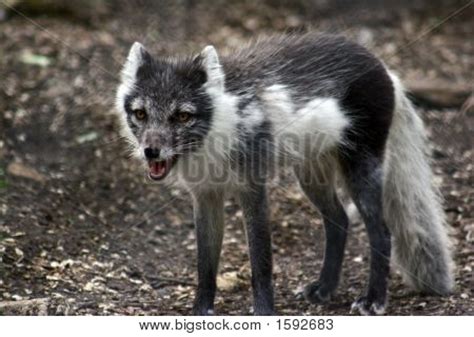 Arctic Fox Spring Image & Photo (Free Trial) | Bigstock