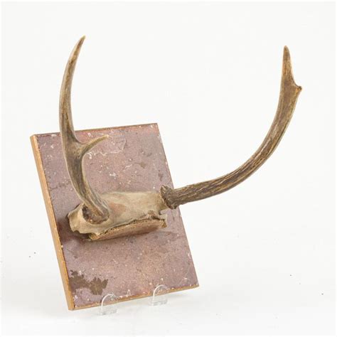 Lot - A collection of five small mounted deer antlers.