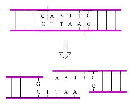 Sticky Ends vs. Blunt Ends | Differences, Sequences, & Enzymes - Video ...