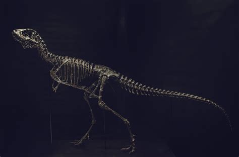 3D Printed Life size baby T-rex skeleton - Part 01/10 by Inhuman ...