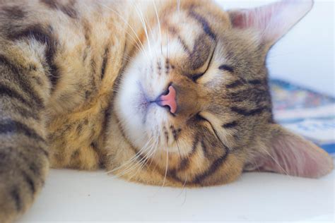 Sleepy Kitty | Lucíola Correia | Flickr
