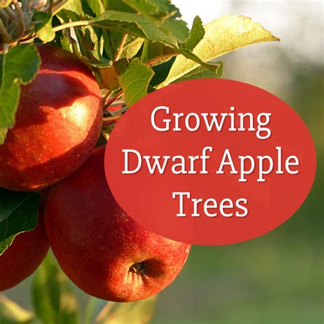 Dwarf Apple Tree
