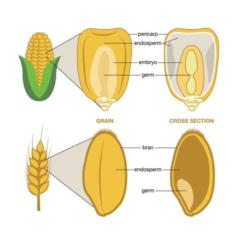 13+ Whole Grain Diagram - DunaRoonie