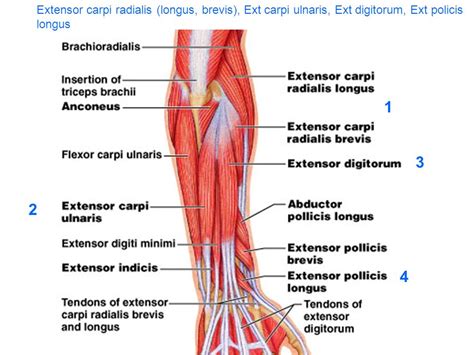 Extensor Carpi Radialis Longus and Brevis: Origin, Insertion, Nerve ...