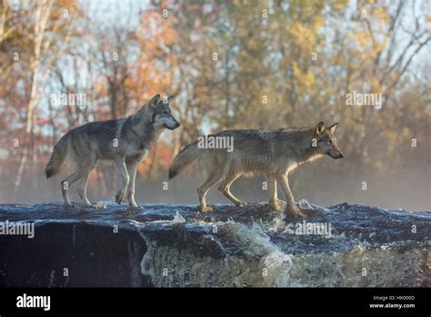 Wolf pack hi-res stock photography and images - Alamy