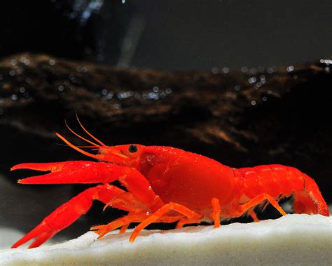 Crayfish (Fresh Water Lobster) – Randika Aquarium