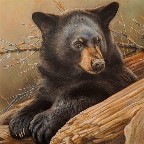 Painting in progress of a little Black Bear 🐻 that I've been fussing with for a while ...