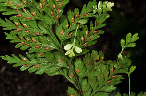 Asplenium bulbiferum (Aspleniaceae) image 38295 at PhytoImages.siu.edu