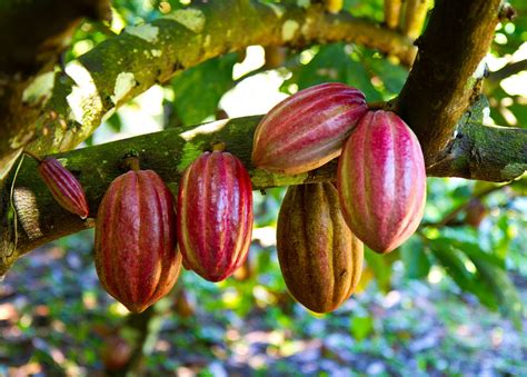 La proucción del cultivo de cacao Guy Sela | Cropaia