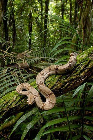 Hold a boa constrictor. Check. | Rainforest animals, African jungle, Rainforest