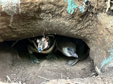 Woburn Safari Park celebrates birth of two Humboldt penguin chicks | indy100