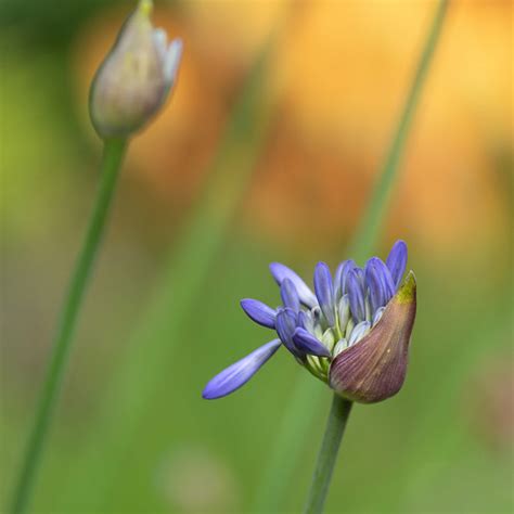 First step | An Agapanthus flower's first tentative step int… | Flickr