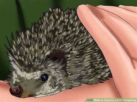 5 Ways to Care for a Baby Hedgehog - wikiHow