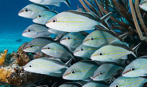 Common Reef Fish of the Caribbean | TropixTraveler