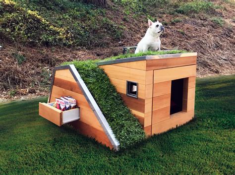 Solar-powered sustainable dog house with a green roof keeps pups cool