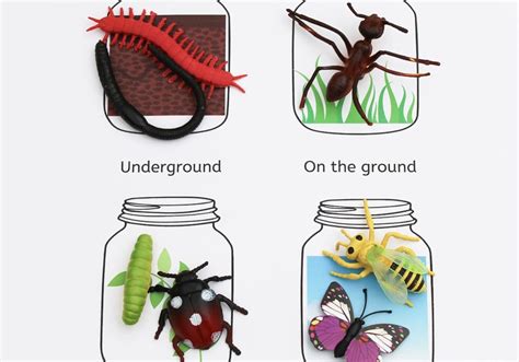 Where do Minibeasts Live? Fun Learning Activity