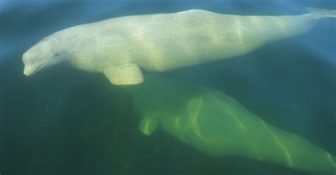 Beluga whales, Churchill, Manitoba, Canada | Wildlife tour, Arctic ...