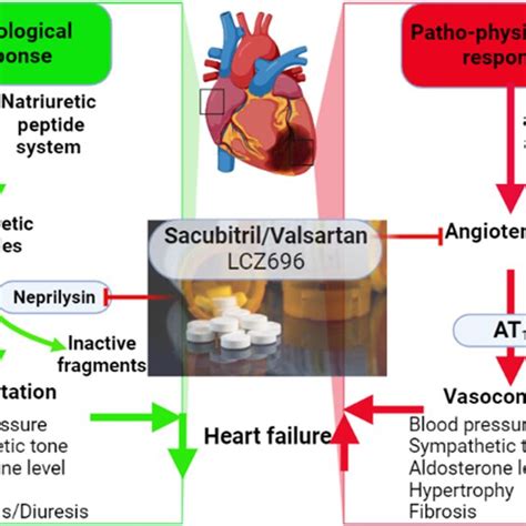 Neprilysin (NEP) inhibitors in the management of heart failure “Created... | Download Scientific ...