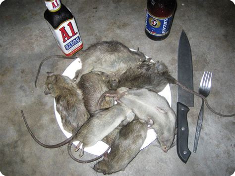 Eating Rats for Dinner