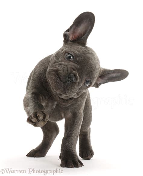 French Bulldog puppy pointing with a paw photo WP41344