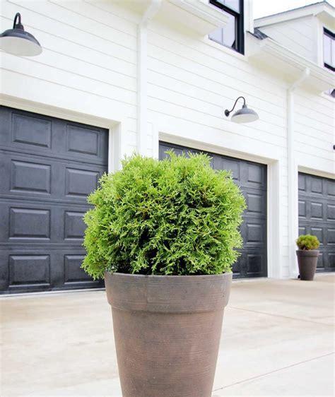 8 Best Shrubs and Trees for Containers - Plank and Pillow