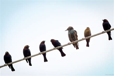 Birds on a wire - Kevin Jezorek Photography