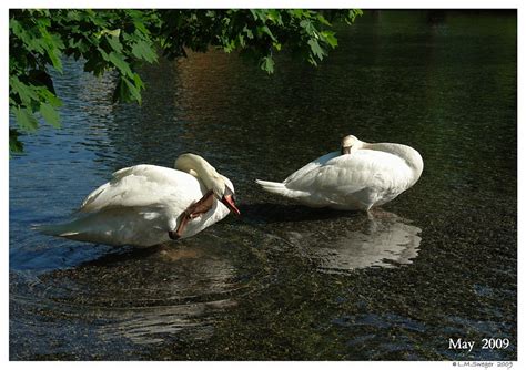 Swan Lovers